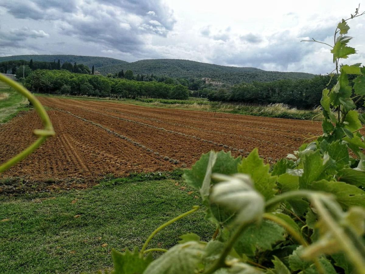 Claudia Vacanza Toscana - Appartamento Nocciolo- 10 Min Da Siena Malignano Екстер'єр фото